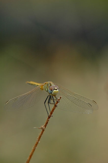 insekten_05.jpg