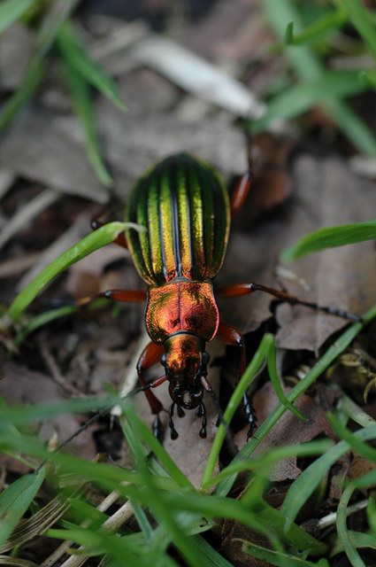 insekten_14.jpg