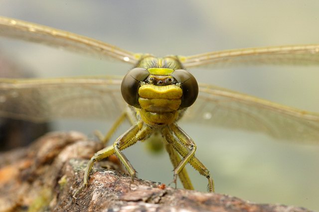insekten_21.jpg