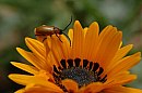 insekten_04.jpg