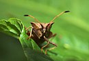 insekten_11.jpg