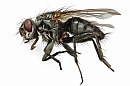 insekten_26.jpg